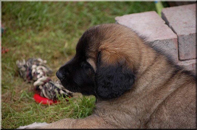 leonberger 024.jpg
